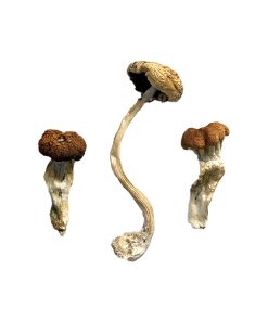 Malaysian Mushrooms, a strain of Psilocybe cubensis, are renowned for their distinctive visual and emotional effects. Originating from the tropical regions of Malaysia, these mushrooms offer a potent psychedelic experience.