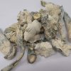 Buy Avery Albino Cubensis mushrooms online? You're in the right place. Known for their striking appearance, potent effects, and unique psychedelic profile, Avery Albino mushrooms