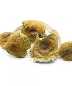Big Daddy Psilocybe Cubensis