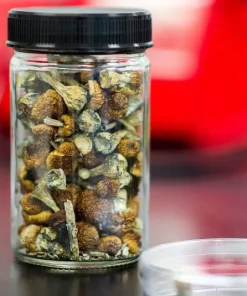 African Transkei Magic Mushrooms, a rare gem from the wild landscapes of South Africa. Known for their energetic effects and powerful visual stimulation