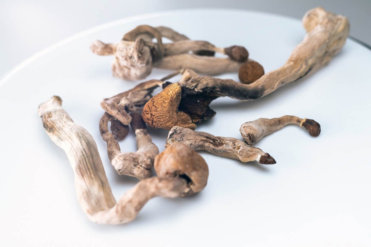 Buy Amazonian Magic Mushrooms, also known as Psilocybe Cubensis Amazonian, offer one of the most potent and visionary psychedelic experiences available today.