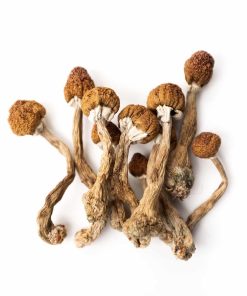 Tri-Colour Ecuadorian Magic Mushrooms are a rare and premium strain that comes from the mountains of Ecuador. These shrooms are known for their special appearance and smooth, balanced psychedelic experience.