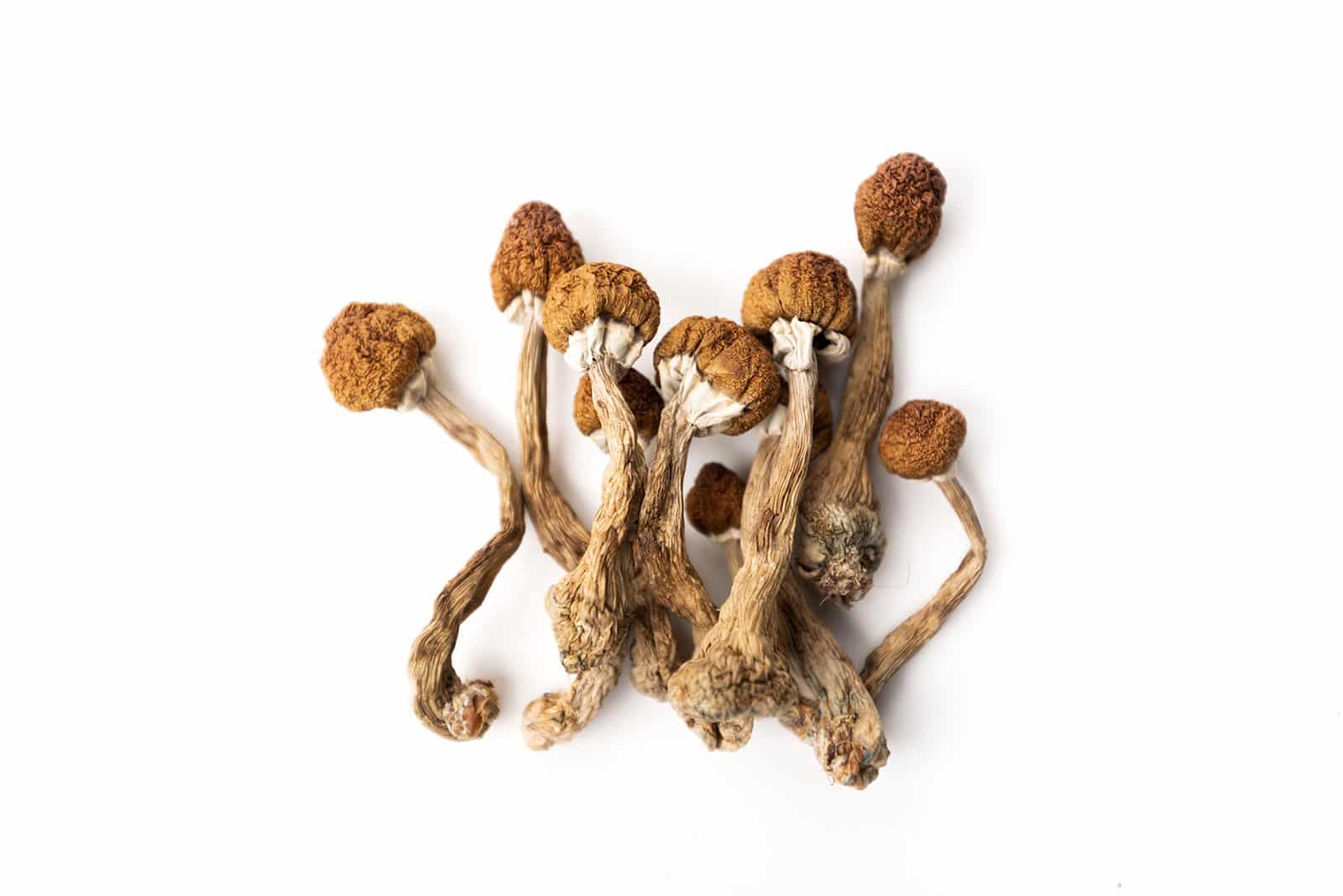 Tri-Colour Ecuadorian Magic Mushrooms are a rare and premium strain that comes from the mountains of Ecuador. These shrooms are known for their special appearance and smooth, balanced psychedelic experience.