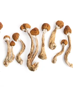 Looking to buy Golden Mammoth Magic Mushrooms online? You’ve come to the right place. At BestDMTShopOnline.com, we offer high-quality, organically cultivated Golden Mammoth mushrooms