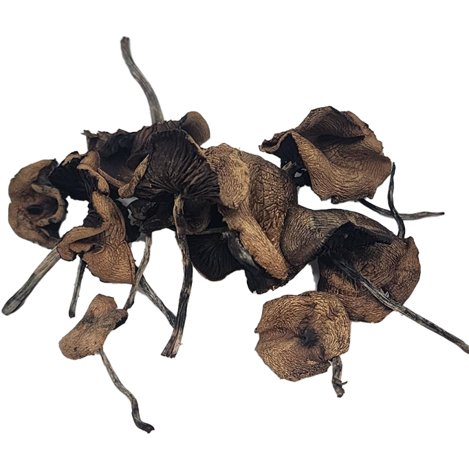 Pan Cyans Mushrooms (Panaeolus cyanescens) are among the most powerful naturally occurring psychedelic mushrooms.