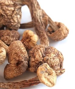 Brazilian Magic Mushrooms (Psilocybe Cubensis Brazilian) are a potent strain of psychedelic mushrooms originating from the tropical regions of Brazil.