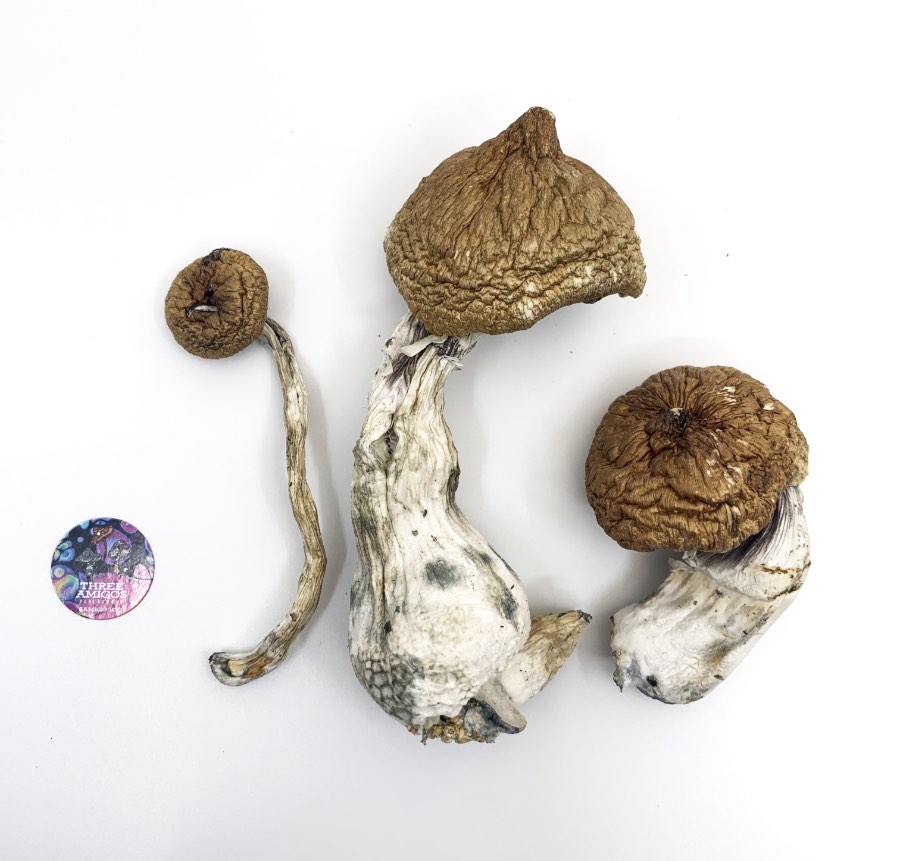Buy Lizard King Mushrooms – Lizard King Psilocybe Cubensis