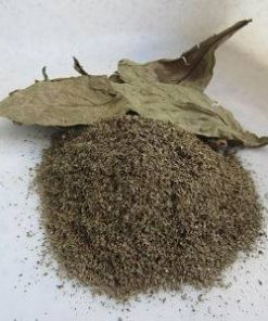 Buy Psychotria viridis (chacruna) leaves are a classic source in ayahuasca brews